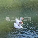 오리, 물위에오리, 물, 동물, 이쁜오리, 사진,이미지,일러스트,캘리그라피 - 모하니작가 크라우드픽 - 저작권 걱정 없는 상업용 이미지