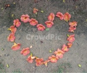 잎, 꽃, 수능엄사, 식물, 하트, 사진,이미지,일러스트,캘리그라피 - 은수달작가 크라우드픽 - 저작권 걱정 없는 상업용 이미지