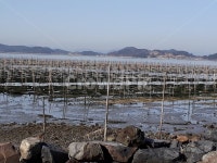 매생이작업, 바다, 고흥월포마을, 고흥신평리, 고흥금산, 사진,이미지,일러스트,캘리그라피 - 풍경채작가 크라우드픽 - 저작권 걱정 없는 상업용... 