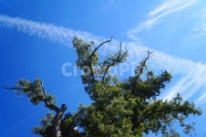 하늘, 나무, 구름, 힐링, 도전, 사진,이미지,일러스트,캘리그라피 - Erchive작가 크라우드픽 - 저작권 걱정 없는 상업용 이미지