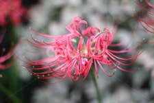 꽃, 식물, 자연, plant, 석산, 사진,이미지,일러스트,캘리그라피 - Nicesegoo작가 크라우드픽 - 저작권 걱정 없는 상업용 이미지