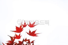 단풍, maple, 가을, autumn, 단풍잎, 사진,이미지,일러스트,캘리그라피 - 고운경작가 크라우드픽 - 저작권 걱정 없는 상업용 이미지