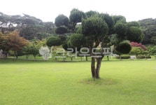 포충사, 향나무, 백일홍, 배롱나무꽃, 잔디밭, 사진,이미지,일러스트,캘리그라피 - 언제나민들레작가 크라우드픽 - 저작권 걱정 없는 상업용 이미지