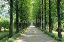 가로수길, 자연풍경, 산책길, 수목원, 나무, 사진,이미지,일러스트,캘리그라피 - 광88작가 크라우드픽 - 저작권 걱정 없는 상업용 이미지