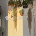 행잉식물, 식물, 카페, 라탄, 마크라메, 사진,이미지,일러스트,캘리그라피 - azoomiso작가 크라우드픽 - 저작권 걱정 없는 상업용 이미지