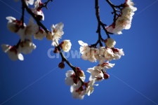 매화꽃, 매화나무, 꽃, 봄, 계절, 사진,이미지,일러스트,캘리그라피 - Deep bLUE작가 크라우드픽 - 저작권 걱정 없는 상업용 이미지