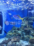 water, 물, aquarium, 수족관, sealife, 사진,이미지,일러스트,캘리그라피 - s0235작가 크라우드픽 - 저작권 걱정 없는 상업용 이미지