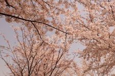 벚꽃, 순결, 봄, 봄꽃, 감성, 사진,이미지,일러스트,캘리그라피 - 늘보작가 크라우드픽 - 저작권 걱정 없는 상업용 이미지