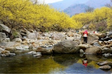nature, 자연, outdoors, 옥외, 구례산동산수유마을, 사진,이미지,일러스트,캘리그라피 - 영산공작가 크라우드픽 - 저작권 걱정 없는 상업용... 