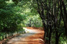 등산로, 황톳길, 계족산, 풍경, 대전, 사진,이미지,일러스트,캘리그라피 - Jay작가 크라우드픽 - 저작권 걱정 없는 상업용 이미지