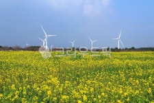 유채꽃프라자, 유채꽃, 봄, 재주도, 노란꽃, 사진,이미지,일러스트,캘리그라피 - 대송작가 크라우드픽 - 저작권 걱정 없는 상업용 이미지