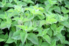 식물, 채소, 허브, 모나르다, 베르가못, 사진,이미지,일러스트,캘리그라피 - benjamin작가 크라우드픽 - 저작권 걱정 없는 상업용 이미지