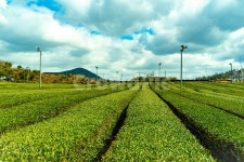 녹차, 제주, 제주도, 오설록, 국내, 사진,이미지,일러스트,캘리그라피 - 사진에 눈꽃망울 가득히작가 크라우드픽 - 저작권 걱정 없는 상업용 이미지