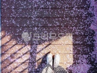 벚꽃길, 꽃, flower, 분홍꽃길, 감성, 사진,이미지,일러스트,캘리그라피 - Ndengedenge작가 크라우드픽 - 저작권 걱정 없는 상업용 이미지