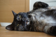 동물, 고양이, 냐옹이, 코리안숏헤어, 코숏, 사진,이미지,일러스트,캘리그라피 - 까망콩깍지작가 크라우드픽 - 저작권 걱정 없는 상업용 이미지