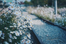 철길, 꽃, 식물, 고잔역, 기차길, 사진,이미지,일러스트,캘리그라피 - 운자당작가 크라우드픽 - 저작권 걱정 없는 상업용 이미지