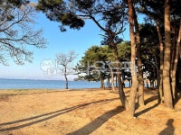 summer, 나무줄기, nature, tree, treetrunk, 사진,이미지,일러스트,캘리그라피 - thues작가 크라우드픽 - 저작권 걱정 없는 상업용 이미지