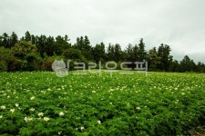 감자밭, 감자꽃, 감자, potatoflower, apotatofield, 사진,이미지,일러스트,캘리그라피 - 야생늑대작가 크라우드픽 - 저작권 걱정 없는... 