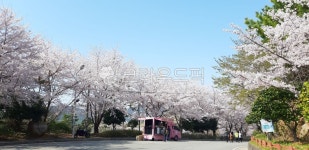 flower, blossom, 꽃, 벚꽃, 벚꽃길, 사진,이미지,일러스트,캘리그라피 - Nkadang작가 크라우드픽 - 저작권 걱정 없는 상업용 이미지