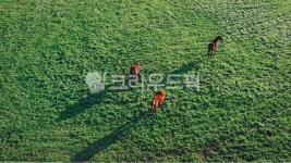 말, 제주, 제주도, 제주말, 초원, 사진,이미지,일러스트,캘리그라피 - abukim작가 크라우드픽 - 저작권 걱정 없는 상업용 이미지