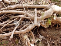 root, 뿌리, plant, 식물, 나무뿌리, 사진,이미지,일러스트,캘리그라피 - 일번지으뜸이작가 크라우드픽 - 저작권 걱정 없는 상업용 이미지