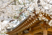 봄, 자연, 풍경, 봄꽃, 한옥, 사진,이미지,일러스트,캘리그라피 - KangSan작가 크라우드픽 - 저작권 걱정 없는 상업용 이미지