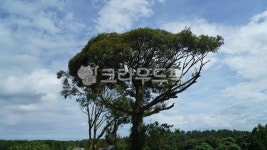 산나무햇빛하늘농장sky, tree, mauntain, farm, outdoors, 사진,이미지,일러스트,캘리그라피 - Nciyh작가 크라우드픽 - 저작권 걱정 없는... 