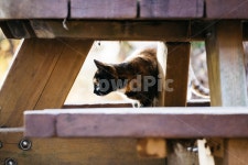 고양이, cat, 길고양이, 냥이, 냥냥이, 사진,이미지,일러스트,캘리그라피 - b_sang작가 크라우드픽 - 저작권 걱정 없는 상업용 이미지