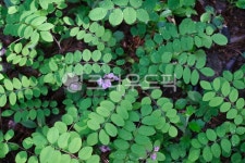 나뭇잎, 식물, 초록초록, 꽃, 클로버, 사진,이미지,일러스트,캘리그라피 - jgsta3124작가 크라우드픽 - 저작권 걱정 없는 상업용 이미지