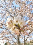 plant, 식물, blossom, flower, 꽃, 사진,이미지,일러스트,캘리그라피 - 아름다운 세상작가 크라우드픽 - 저작권 걱정 없는 상업용 이미지