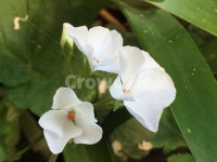 blossom, geranium, 제라늄, flower, 꽃, 사진,이미지,일러스트,캘리그라피 - 하이작가 크라우드픽 - 저작권 걱정 없는 상업용 이미지