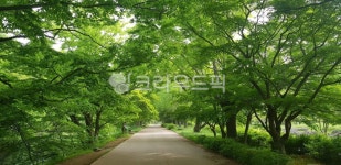 고창, 선운사, nature, 자연, 공원, 사진,이미지,일러스트,캘리그라피 - dywi75작가 크라우드픽 - 저작권 걱정 없는 상업용 이미지