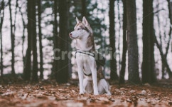 반려견, 허스키, 동물, 숲, 개, 사진,이미지,일러스트,캘리그라피 - ZZING작가 크라우드픽 - 저작권 걱정 없는 상업용 이미지