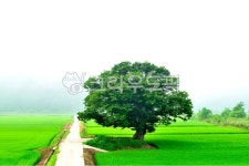 나무, 식물, tree, 느티나무, 길, 사진,이미지,일러스트,캘리그라피 - Nepoto1작가 크라우드픽 - 저작권 걱정 없는 상업용 이미지