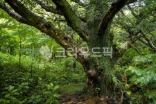 tree, 나무, treetrunk, 나무줄기, vegetation, 사진,이미지,일러스트,캘리그라피 - 수리산호랑이작가 크라우드픽 - 저작권 걱정 없는... 