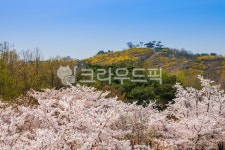 봄, 개나리, 응봉산, 야외, 옥외, 사진,이미지,일러스트,캘리그라피 - cstrike작가 크라우드픽 - 저작권 걱정 없는 상업용 이미지