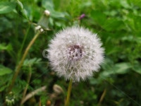 민들레, 민들레꽃, 민들레홀씨, 들꽃, 봄꽃, 사진,이미지,일러스트,캘리그라피 - 윤작가작가 크라우드픽 - 저작권 걱정 없는 상업용 이미지