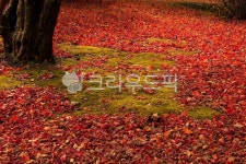 가을, autumn, 단풍, maple, 잎, 사진,이미지,일러스트,캘리그라피 - 고운경작가 크라우드픽 - 저작권 걱정 없는 상업용 이미지