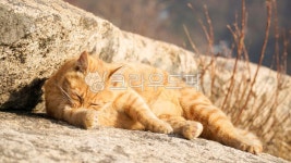 cat, yellowcat, cutecat, animal, 바위위, 사진,이미지,일러스트,캘리그라피 - 웅장작가 크라우드픽 - 저작권 걱정 없는 상업용 이미지