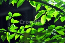 봄, 초록, 초록빛, 가로등, 초록밤, 사진,이미지,일러스트,캘리그라피 - aboutmyLord작가 크라우드픽 - 저작권 걱정 없는 상업용 이미지