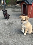 강아지, 시골, 두마리, 멍멍이, 아기, 사진,이미지,일러스트,캘리그라피 - wndodu0605작가 크라우드픽 - 저작권 걱정 없는 상업용 이미지