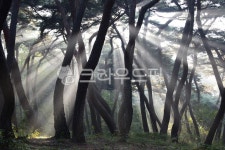 숲, 나무, 소나무, 삼릉, 삼릉숲, 사진,이미지,일러스트,캘리그라피 - 스산화랑작가 크라우드픽 - 저작권 걱정 없는 상업용 이미지