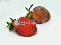 상한딸기, 썩은딸기, 곰팡이, 과일, fruit, 사진,이미지,일러스트,캘리그라피 - 드래곤볼작가 크라우드픽 - 저작권 걱정 없는 상업용 이미지