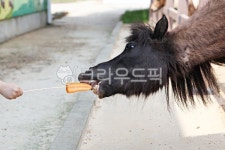 팜랜드, 말, 목장, 동물, 말목장, 사진,이미지,일러스트,캘리그라피 - 함께사는세상작가 크라우드픽 - 저작권 걱정 없는 상업용 이미지