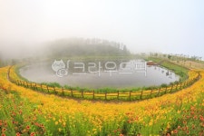 금계국, 봄, 봄꽃, 저수지, 계절, 사진,이미지,일러스트,캘리그라피 - pink00s73작가 크라우드픽 - 저작권 걱정 없는 상업용 이미지