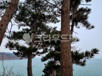 fir, 전나무, 수평선, 바다, 소나무, 사진,이미지,일러스트,캘리그라피 - Ncc118104작가 크라우드픽 - 저작권 걱정 없는 상업용 이미지