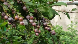 정금, 정금열매, 정금나무, 가을, 까만열매, 사진,이미지,일러스트,캘리그라피 - nyjyr작가 크라우드픽 - 저작권 걱정 없는 상업용 이미지