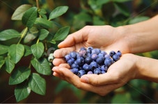 손가득, 블루베리, blueberry, 과일, fruit, 사진,이미지,일러스트,캘리그라피 - Jellyppong작가 크라우드픽 - 저작권 걱정 없는 상업용... 