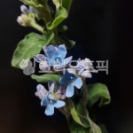 꽃, flower, 블루스타, 옥시페탈룸, 개화, 사진,이미지,일러스트,캘리그라피 - wkrdmsquf24작가 크라우드픽 - 저작권 걱정 없는 상업용 이미지