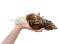 달팽이, 왕달팽이, 아프리카왕달팽이, snail, 달팽이패각, 사진,이미지,일러스트,캘리그라피 - jacha작가 크라우드픽 - 저작권 걱정 없는... 